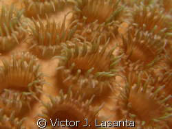 cnidarians- white encrusting zoanthid at v.j.levels dive ... by Victor J. Lasanta 
